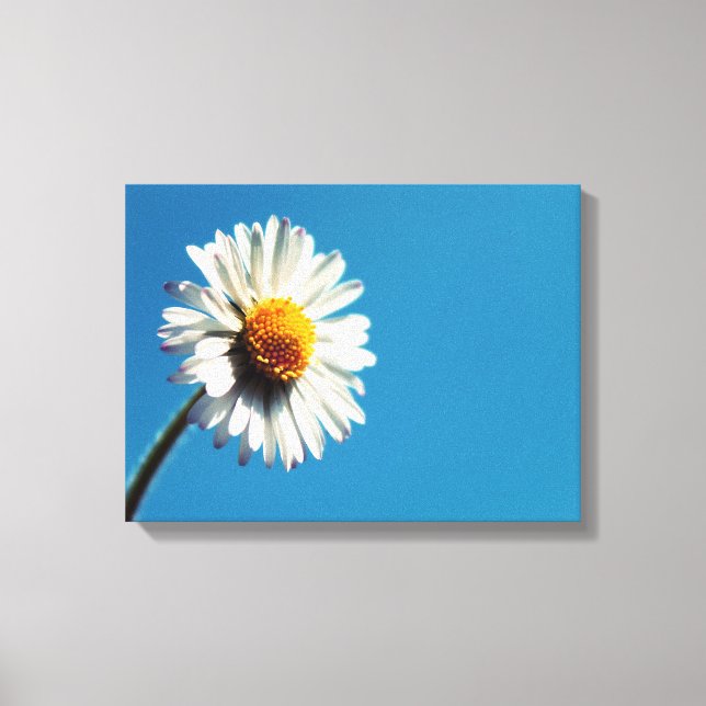 A Bright White Daisy under a Big Blue Sky Canvas Print (Front)