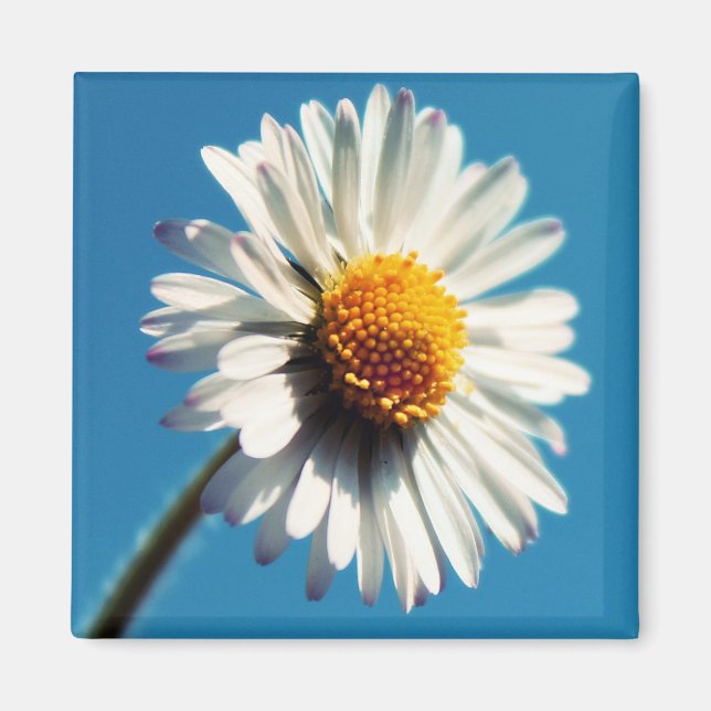 A Bright White Daisy under a Big Blue Sky Magnet (Front)