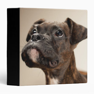 A Brindle Boxer puppy looking up curiously. 3 Ring Binder