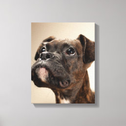 A Brindle Boxer puppy looking up curiously. Canvas Print