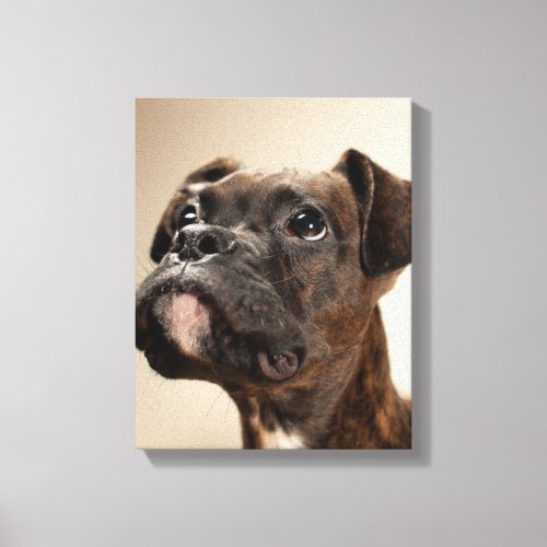 A Brindle Boxer puppy looking up curiously Canvas Print