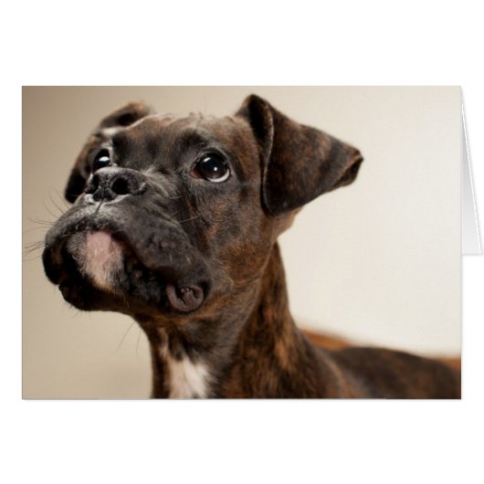 A Brindle Boxer puppy looking up curiously. Cards (Front Horizontal)