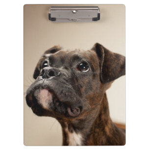 A Brindle Boxer puppy looking up curiously. Clipboard