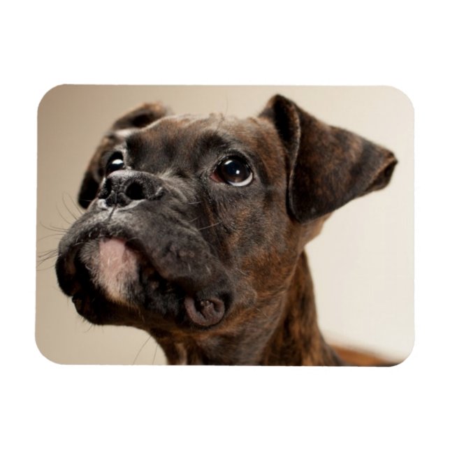 A Brindle Boxer puppy looking up curiously. Magnet (Horizontal)