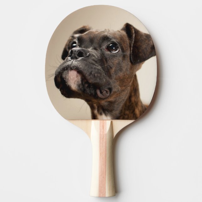 A Brindle Boxer puppy looking up curiously. Ping-Pong Paddle (Front)