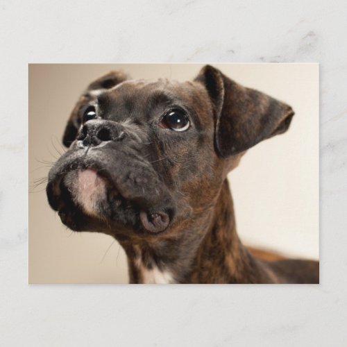 A Brindle Boxer puppy looking up curiously Postcard