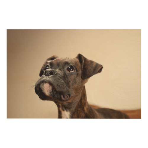 A Brindle Boxer puppy looking up curiously Wood Wall Art