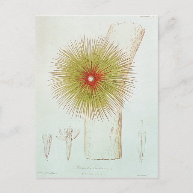 A Bromelia found in the Andes Postcard (Front)