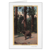 A Brown Bear in the Woods (Front)