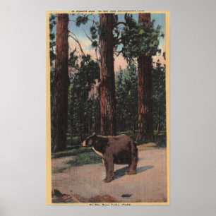 A Brown Bear in the Woods Poster