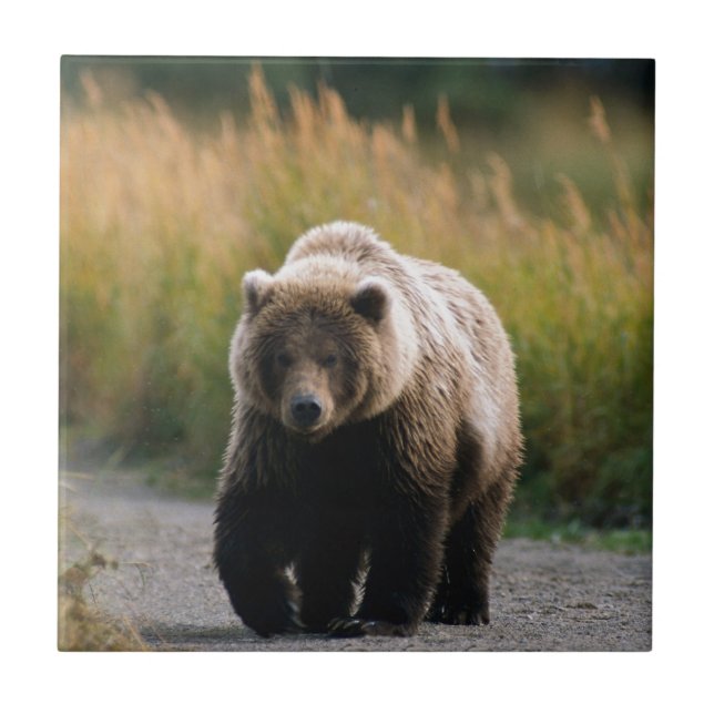 A Brown Bear Walking on a Trail Tile (Front)