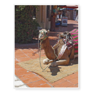 A Brown Camel laying down with Saddle and Blanket Temporary Tattoos