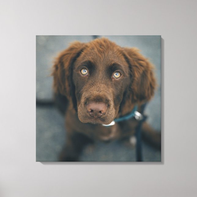 A brown dog. canvas print (Front)