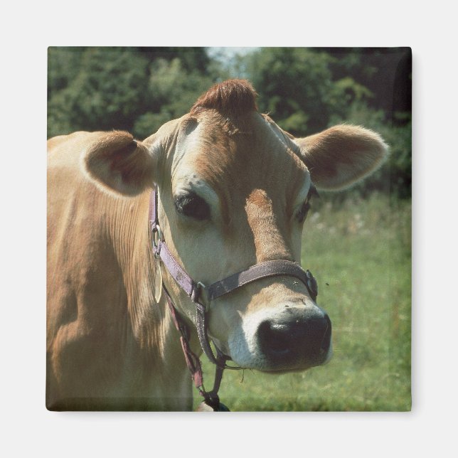 A Brown Jersey Cow In Summer Meadow Fridge Magnet (Front)