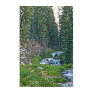 A Buck Rests at a Cascading River Acrylic Print