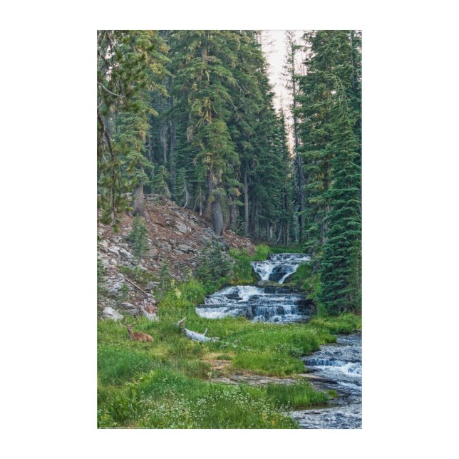 A Buck Rests at a Cascading River Acrylic Print (Front)