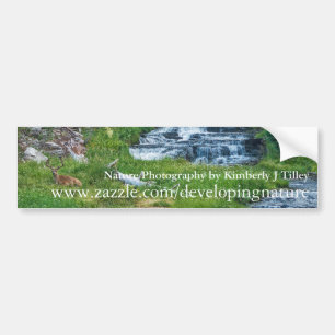 A Buck Rests at a Cascading River Bumper Sticker