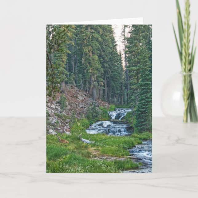 A Buck Rests at a Cascading River Card (Front)