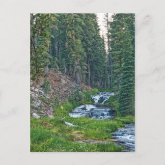 A Buck Rests at a Cascading River Postcard
