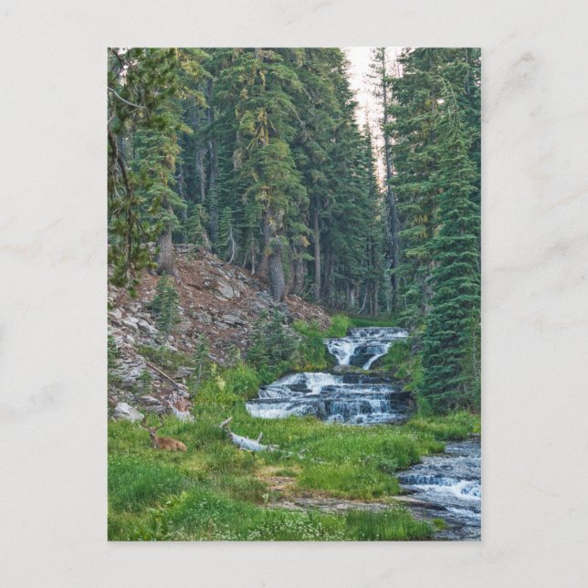 A Buck Rests at a Cascading River Postcard (Front)
