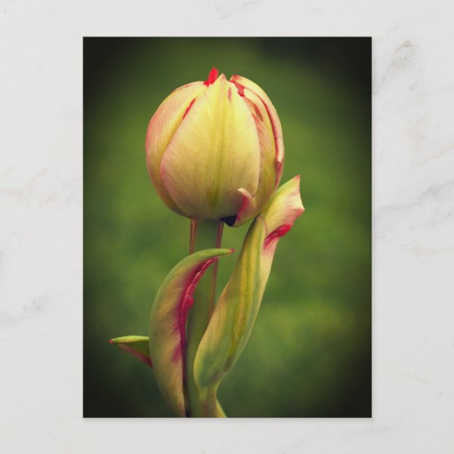 A budding tulip postcard (Front)