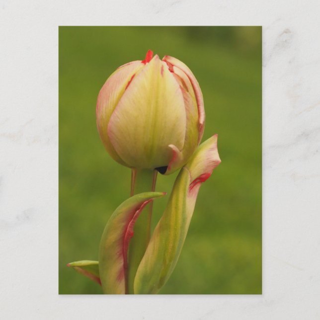 A budding tulip postcard (Front)