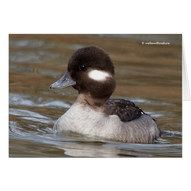 A Bufflehead Duck Swims By Cards (Front Horizontal)
