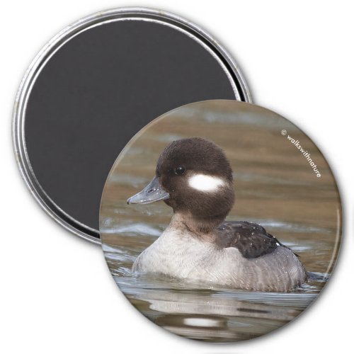 A Bufflehead Duck Swims By Magnet