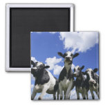 A Bugs Eye View Of Four Young Calves Magnet at Zazzle