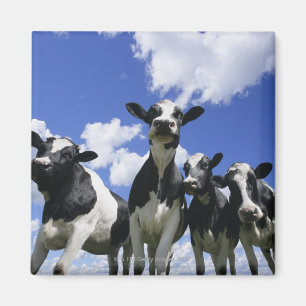 A bugs eye view of four young calves magnet