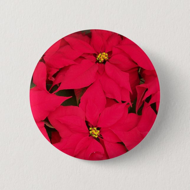 A bunch of Brightly Colored Christmas Poinsettias Button (Front)