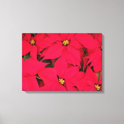 A bunch of Brightly Colored Christmas Poinsettias Canvas Print