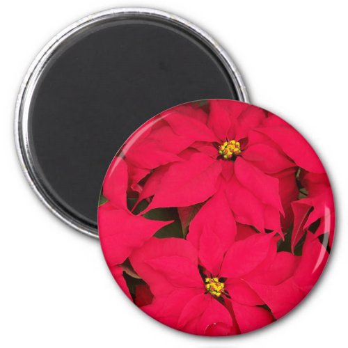 A bunch of Brightly Colored Christmas Poinsettias Magnet