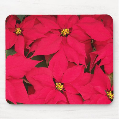 A bunch of Brightly Colored Christmas Poinsettias Mouse Pad