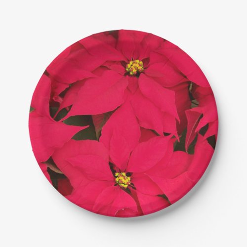 A bunch of Brightly Colored Christmas Poinsettias Paper Plates