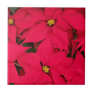A bunch of Brightly Colored Christmas Poinsettias Tile