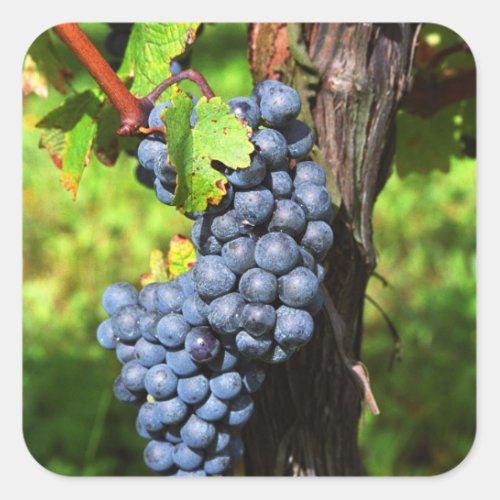 A bunch of grapes ripe merlot on a vine with square sticker