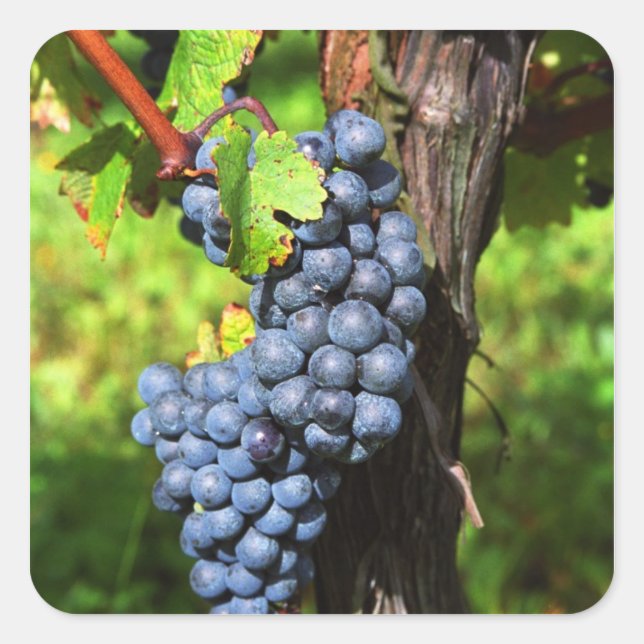 A bunch of grapes ripe merlot on a vine with square sticker (Front)