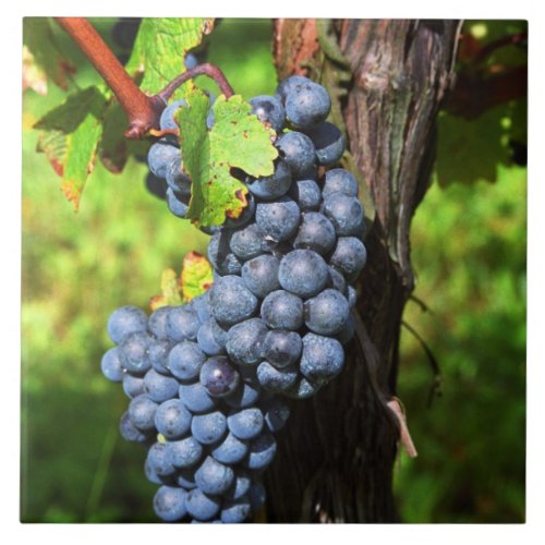 A bunch of grapes ripe merlot on a vine with tile