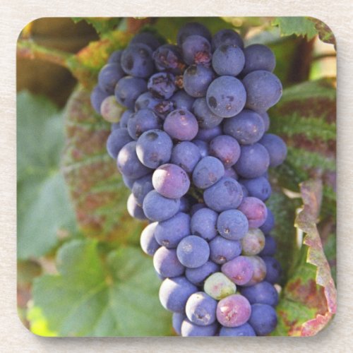 A bunch of Pinot Noir grapes in a Chambertin Coaster