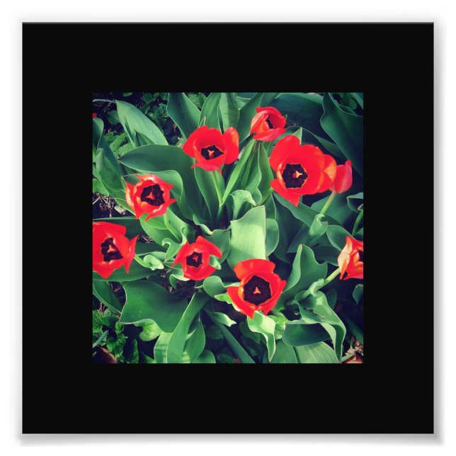 A Bunch of Red Tulips Photo Print (Front)