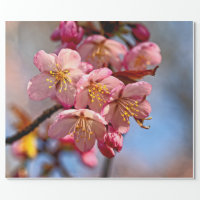 Blush pink Sakura CHerry Blossom Japanese Wrapping Paper, Zazzle