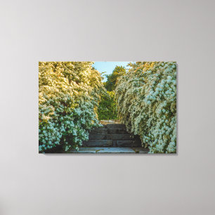 a bush of white spirea flowers on canvas print