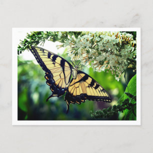 A butterfly with yellow and black wings holiday postcard