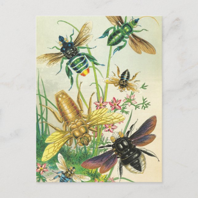 A Buzz of Beautiful Bees Postcards (Front)
