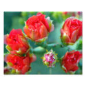 A Cactus Flower Crown - 8x10 Photo Print