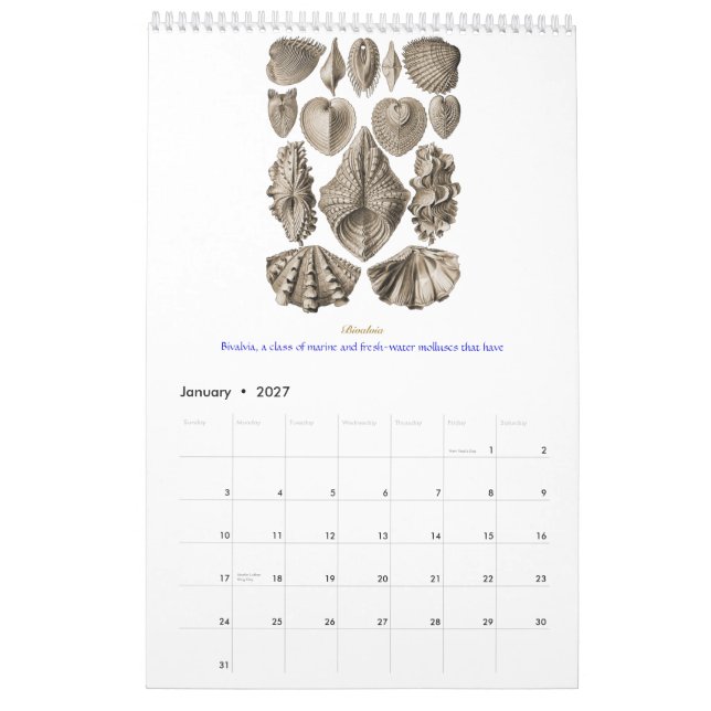 A calendar of shell drawings of Ernst Haeckel (Jan 2027)