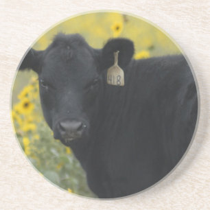 A calf amid the sunflowers of the Nebraska Coaster