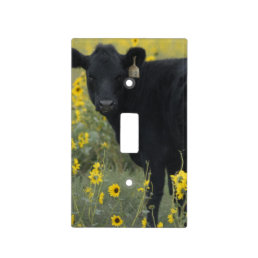 A calf amid the sunflowers of the Nebraska Light Switch Cover