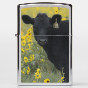 A calf amid the sunflowers of the Nebraska Zippo Lighter